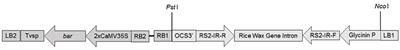 Silencing of Soybean <mark class="highlighted">Raffinose</mark> Synthase Gene Reduced <mark class="highlighted">Raffinose</mark> Family Oligosaccharides and Increased True Metabolizable Energy of Poultry Feed